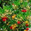 Madroño Strawberry Tree Live Plant - Arbutus Unedo 2-3 ft Tall Evergreen - Image 1