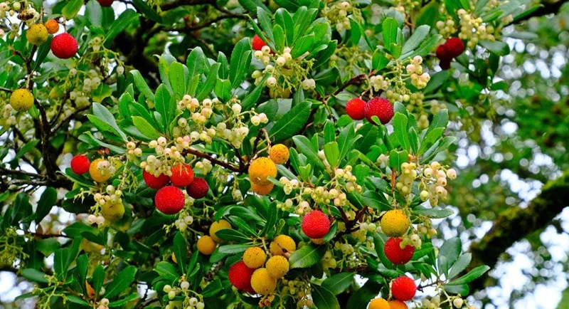 Madroño Strawberry Tree Live Plant - Arbutus Unedo 2-3 ft Tall Evergreen - Image 1