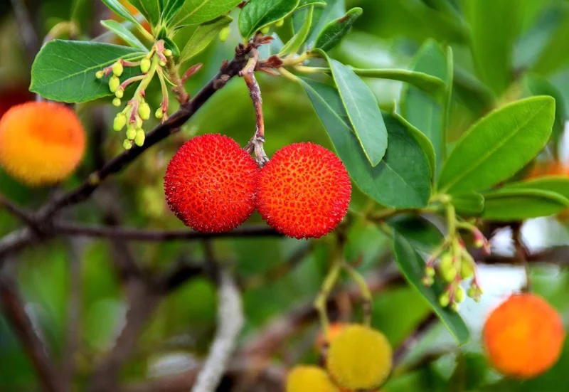 Madroño Strawberry Tree Live Plant - Arbutus Unedo 2-3 ft Tall Evergreen - Image 2