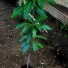 Mahachanok Mango Live Fruit Tree, Grafted, 3-4ft Tall, Tropical Outdoor Plant - Image 1