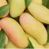 Mahachanok Mango Live Fruit Tree – Grafted Mangifera Indica – 1-2 ft - Image 1