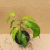 Mahachanok Mango Tree Live Plant Seedling - Fast-Growing, High-Yield - Image 1