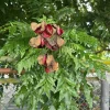 Majidea Zanguebarica Tree Live Plant – 1 Ft Tropical Black Pearl Tree - Image 1