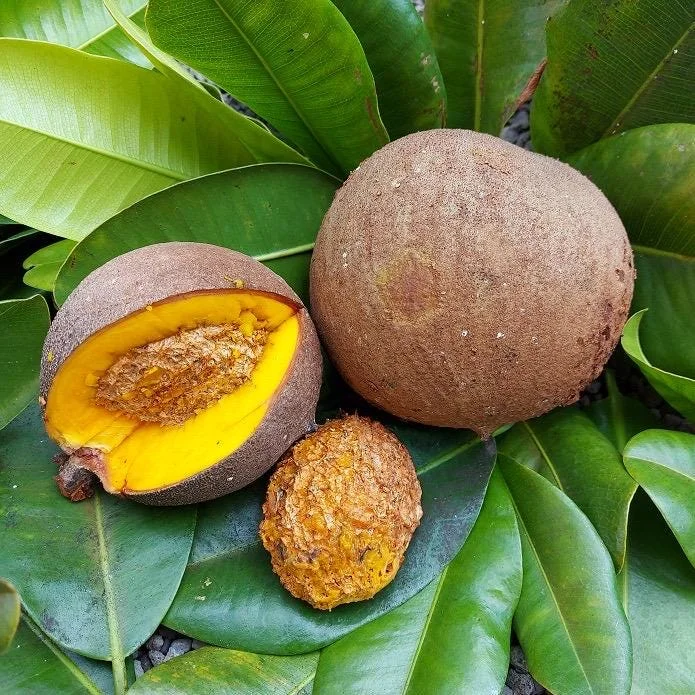 Mamey Criollo Americano Live Fruit Tree – 12-24 inch Plant – Tropical Outdoor - Image 2