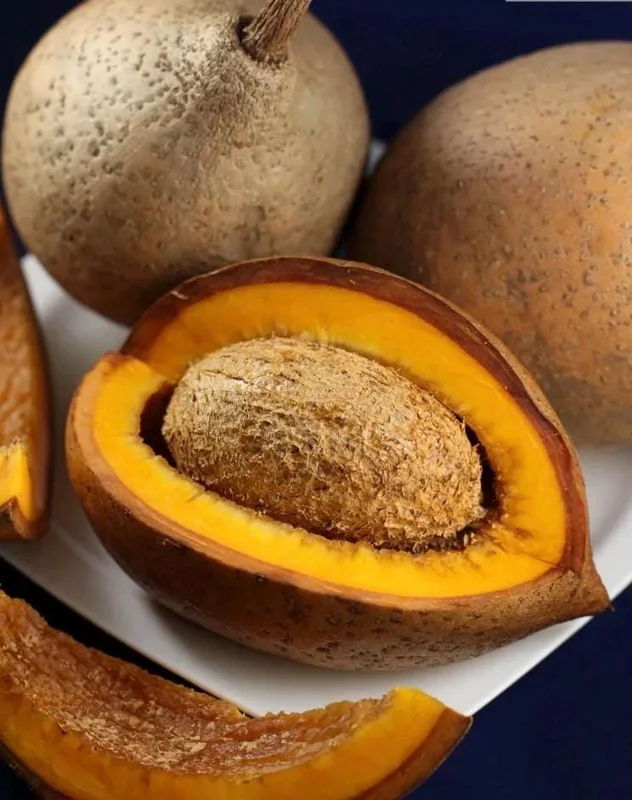 Mamey Criollo Americano Live Fruit Tree – 12-24 inch Plant – Tropical Outdoor - Image 1