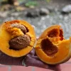 Mamey Criollo Americano Live Fruit Tree (2-3ft) - Tropical Plant - Image 1