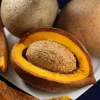 Mamey Criollo Americano Live Fruit Tree – Mammea Americana – 12-24 inches Tall – Outdoor - Image 1
