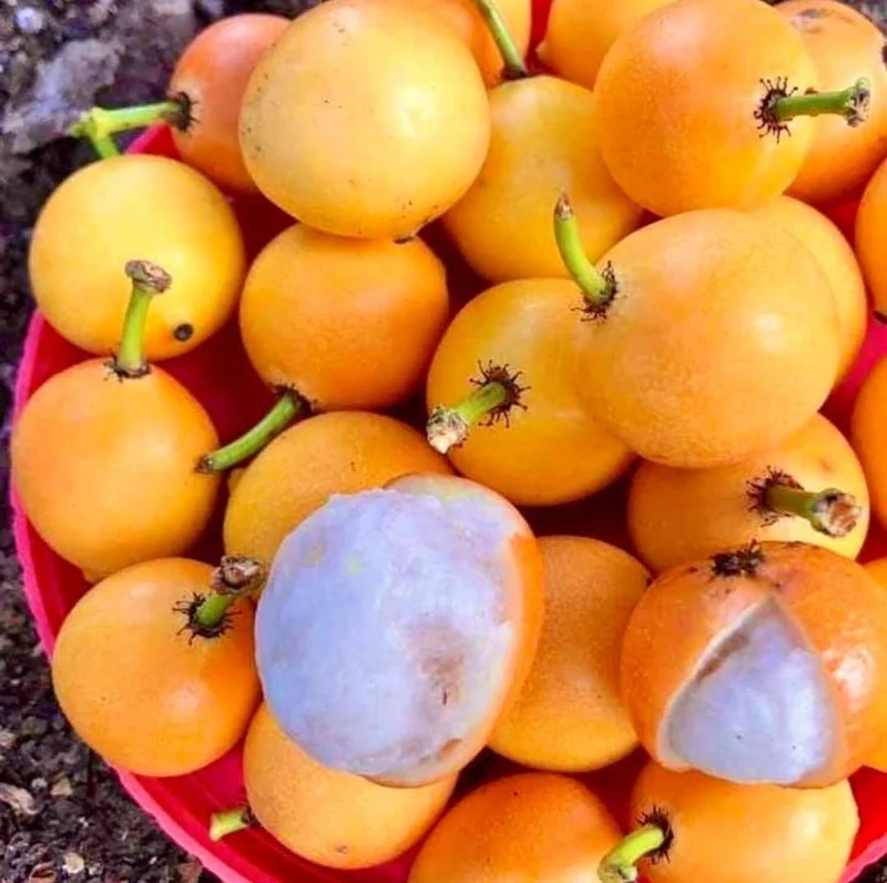 Mameyito (Garcinia intermedia) Lemon Drop Live Fruit Tree 18-24 inch - Image 2