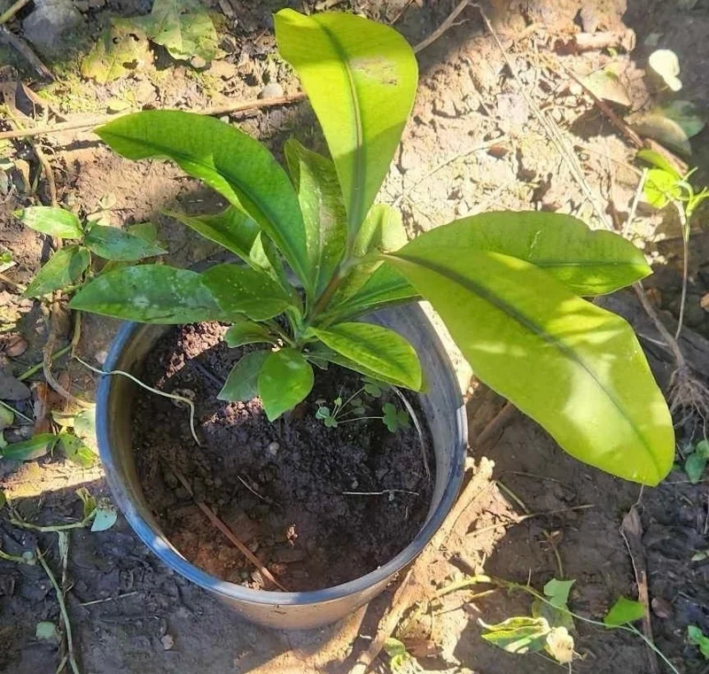 Mameyito (Garcinia intermedia) Lemon Drop Live Fruit Tree 18-24 inch - Image 3