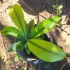 Mameyito (Garcinia intermedia) Lemon Drop Live Fruit Tree 18-24 inch - Image 1