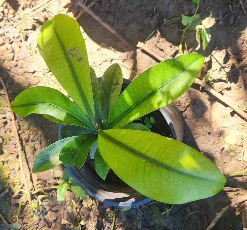Mameyito (Garcinia intermedia) Lemon Drop Live Fruit Tree 18-24 inch - Image 1