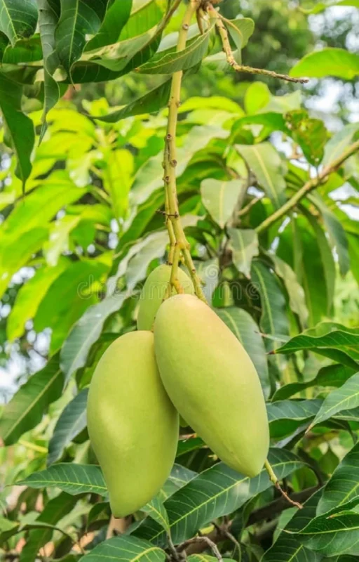 Mango Tree Live Plant - Pineapple Strain, 14-16 inches Tall - Outdoor Fruit Tree - Image 2