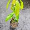 Mango Tree Live Plant - Pineapple Strain, 14-16 inches Tall - Outdoor Fruit Tree - Image 1