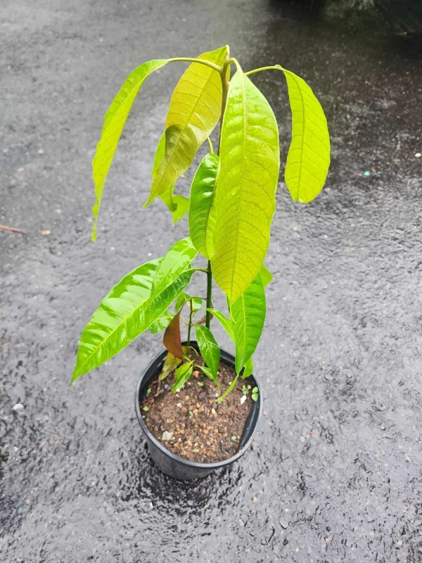 Mango Tree Live Plant - Pineapple Strain, 14-16 inches Tall - Outdoor Fruit Tree - Image 1