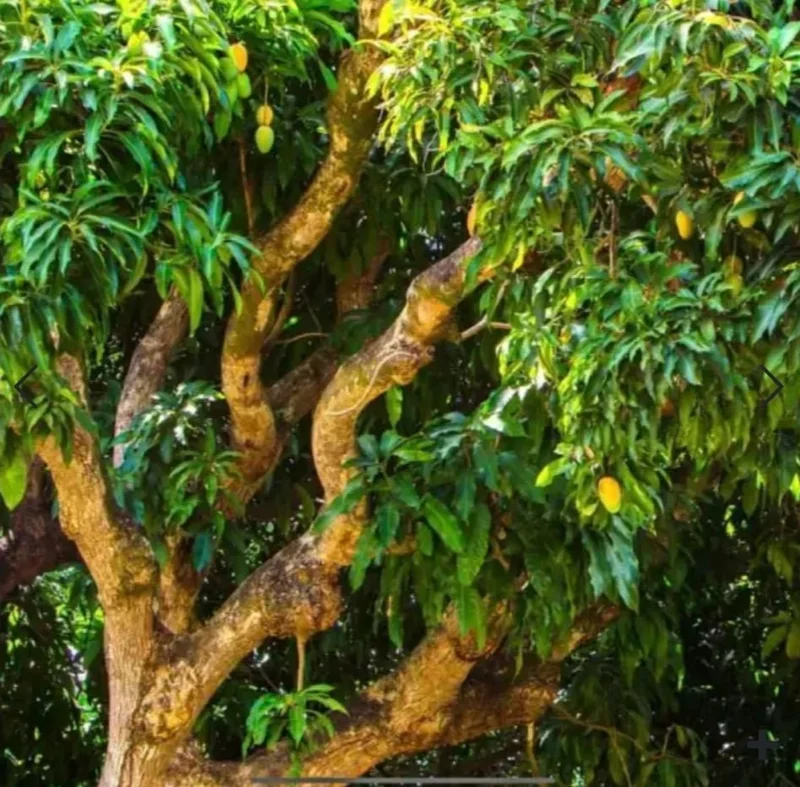 Mango Tree Pineapple Strain Live Plant - 2 FT Grafted - Image 3
