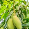 Mango Tree Pineapple Strain Live Plant - 2 FT Grafted - Image 1