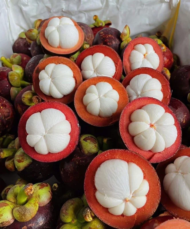 Mangosteen Live Fruit Tree - Garcinia mangostana (10-24in) Tropical Plant - Image 2