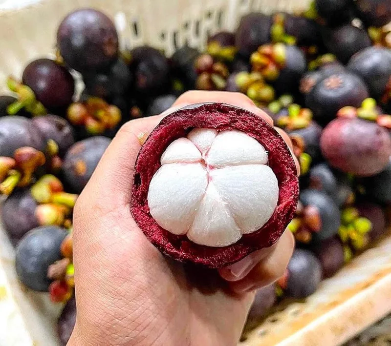 Mangosteen Live Fruit Tree - Garcinia mangostana (10-24in) Tropical Plant - Image 3