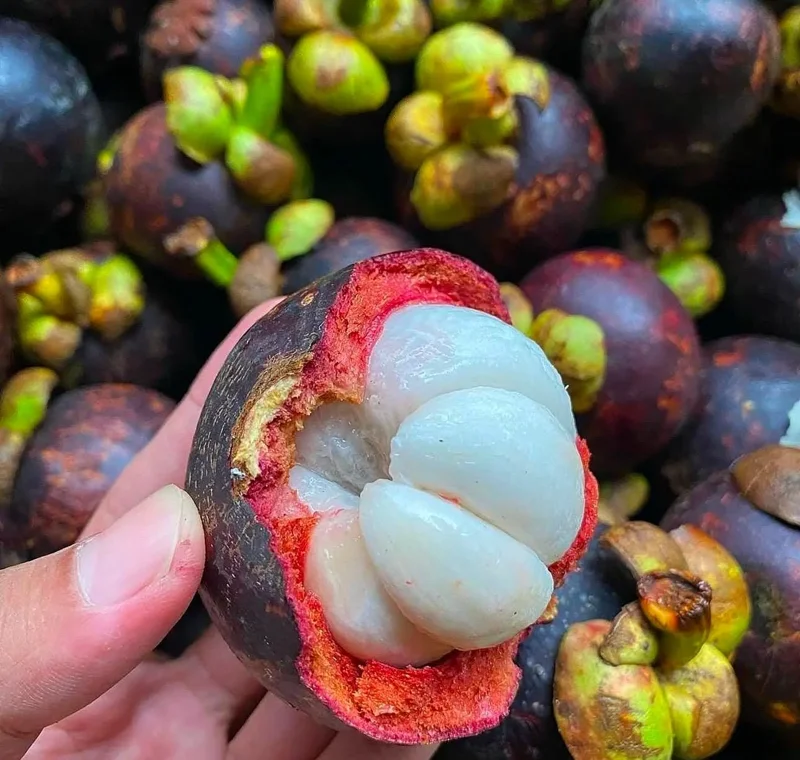 Mangosteen Live Fruit Tree - Garcinia mangostana (10-24in) Tropical Plant - Image 4