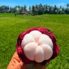 Mangosteen Live Fruit Tree - Garcinia mangostana - Tropical Plant (10-24in) - Image 1