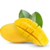 Manila Mango Tree Seedling - Live Plant, Fast-Growing, High-Yield - Image 1