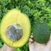 Marcus Avocado Live Fruit Tree – Persea Americana – 18-24 Inch Tall – Outdoor - Image 1