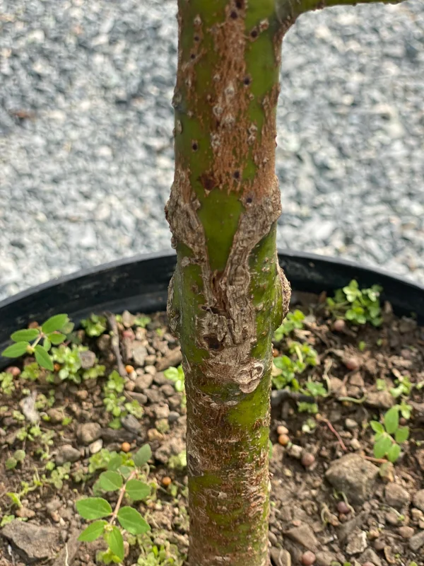 Marcus Grafted Avocado Live Plant, Persea americana, 30-48 inches Tall - Image 2
