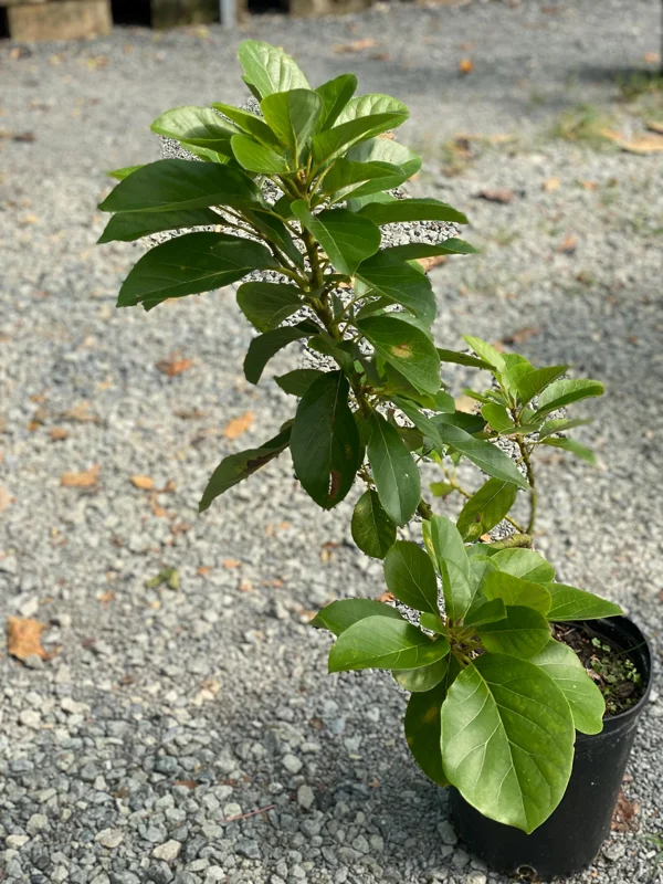 Marcus Grafted Avocado Live Plant, Persea americana, 30-48 inches Tall - Image 5