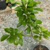 Marcus Grafted Avocado Live Plant, Persea americana, 30-48 inches Tall - Image 1