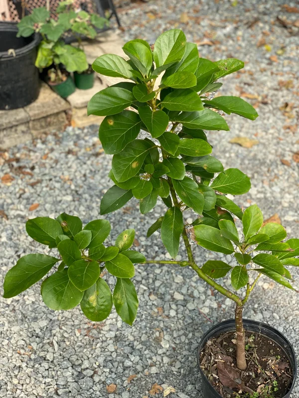 Marcus Grafted Avocado Live Plant, Persea americana, 30-48 inches Tall - Image 1