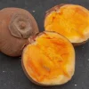 Matisia Cordata Live Tree - Zapote Sudamericano 1FT Tropical Fruit Plant - Image 1