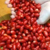 Miracle Fruit Live Plant Synsepalum Dulcificum 10-14 Inch Magic Berry Tree - Image 1