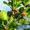 Miracle Fruit Live Plant (Synsepalum dulcificum) 2ft - Exotic Taste Changer Tree - Image 1