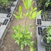 Miracle Fruit Live Plant – Synsepalum Dulcificum Tree – 2-3ft Tall – Indoor/Outdoor Exotic Fruit - Image 1