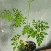 Moringa Oleifera Live Tree Plant - 1-2 ft Tall, Fast Growing, Outdoor - Image 1