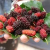 Mulberry Tree Live Plant (Morus) - Fast Growing Fruit Plant - 10 inches to 1 ft - Image 1