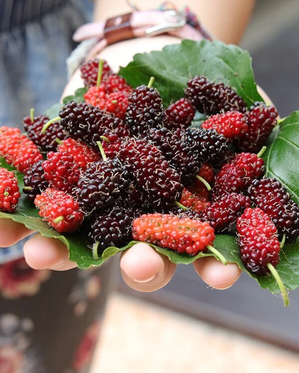 Mulberry Tree Live Plant (Morus) - Fast Growing Fruit Plant - 10 inches to 1 ft - Image 1