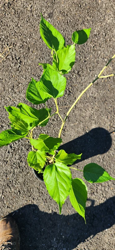Mulberry Tree Live Plant (Morus) - Fast Growing Fruit Plant - 10 inches to 1 ft - Image 2