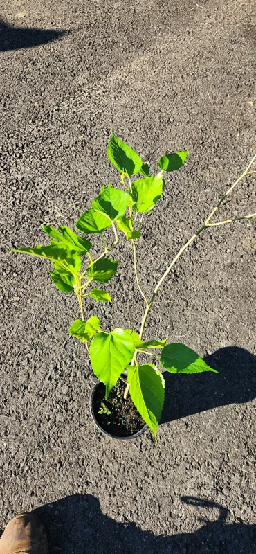 Mulberry Tree Live Plant (Morus) - Fast Growing Fruit Plant - 10 inches to 1 ft - Image 3