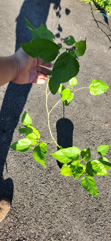 Mulberry Tree Live Plant (Morus) - Fast Growing Fruit Plant - 10 inches to 1 ft - Image 4