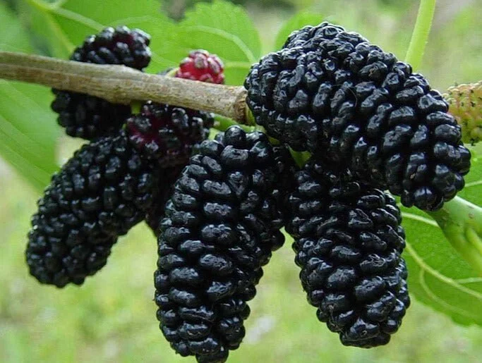 Mulberry Tree Live Plant (Morus) - Fast Growing Fruit Plant - 10 inches to 1 ft - Image 5