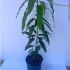 Nam Doc Mai Mango Tree Seedling - Live Tropical Fruit Plant - Image 1