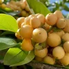 Nance Live Plant (Byrsonima crassifolia) - Tropical Fruit Tree - Image 1