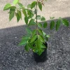 Neem Live Tree - Azadirachta indica - Tropical Plant 1-2 ft Tall - Indoor/Outdoor - Image 1