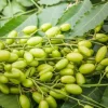 Neem Tree Live Plant (Azadirachta Indica) – 10-24 Inches Tall – Indoor/Outdoor - Image 1