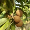 Nispero Fruit Tree - Manilkara Zapota Live Plant - 3ft Tall - Image 1