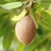 Nispero Manilkara Zapota Live Fruit Tree - 2ft Sapodilla Plant - Image 1