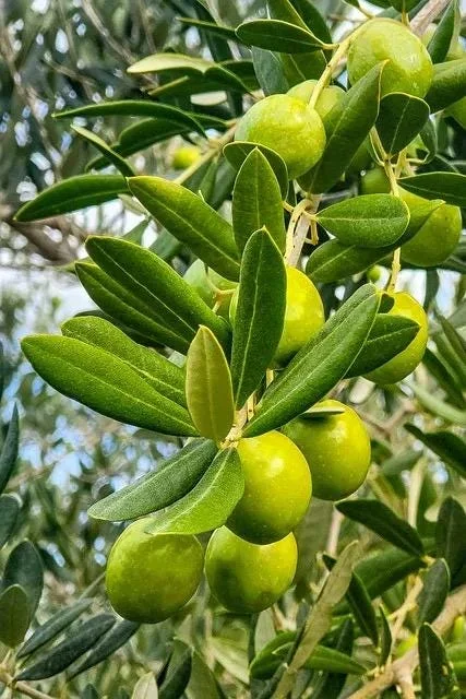Olive Live Plant (Olea europaea) Tropical Aceituna Tree 10-18 inches Tall - Image 2