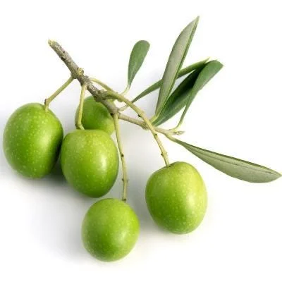 Olive Live Plant (Olea europaea) Tropical Aceituna Tree 10-18 inches Tall - Image 3