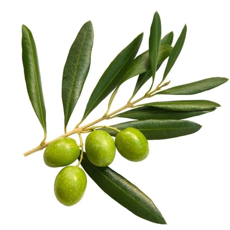 Olive Live Plant (Olea europaea) Tropical Aceituna Tree 10-18 inches Tall - Image 4